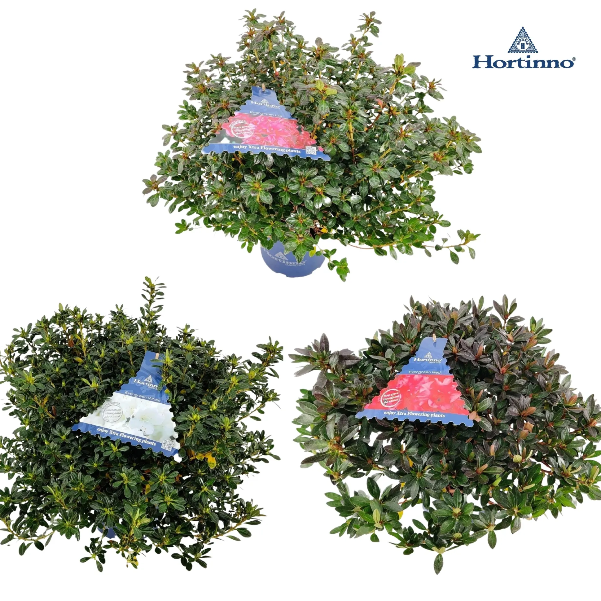 Azalea japonica Hortinno