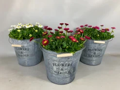 Bellis in zinken emmer