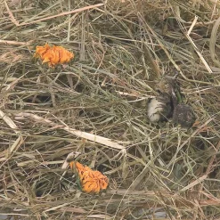 Berghooi met paardenbloem 500 gr.