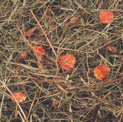 Berghooi met wortel 500gr.