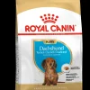 Bhn dachshund puppy 1.5kg