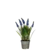 Blauw druifje dans un pot plastique blauw - h27xd8,5cm