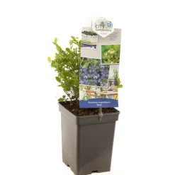 Blauwe bessenstruik vaccinium corymbosum alvar zeer vorstbestendig