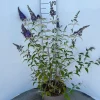 Buddleja davidii Empire Blue ( Vlinderstruik )