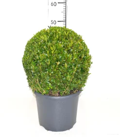Buxus bol in grijze decopot p26 h45