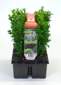 Buxus sempervirens 6-pack p9 h15