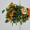 Calamondino spalliera