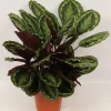 Calathea Medallion (Pauwenplant)
