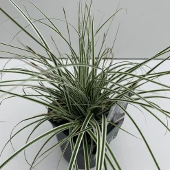 Carex oshimensis Everest