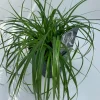 Carex oshimensis Evergreen ( Zegge )