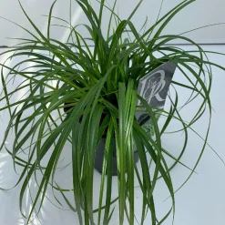 Carex oshimensis Evergreen ( Zegge )