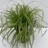 Carex oshimensis Eversheen ( Zegge )