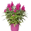 Celosia deep purple p19 h40