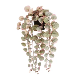 Ceropegia woodii hangend in pot - l46xb12xh10cm