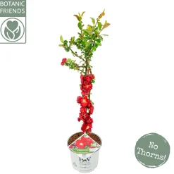 Chaenomeles speciosa Scarlet Storm ( Japanse Dwergkwee )