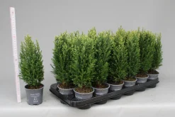 Chamaecyparis lawsoniana Snow White