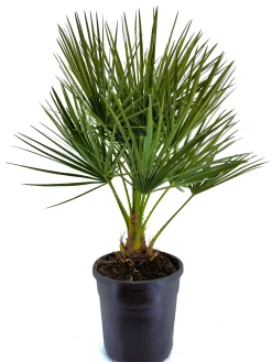 Chamerops humulis p22