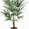 Chinese waaierpalm p22
