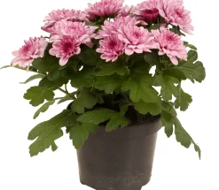 Chrysanthemum dubbel roze ( Chrysant )