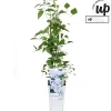 Clematis Tranquilite