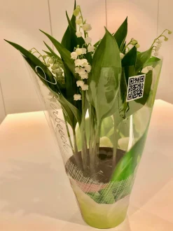 Convallaria majalis of meiklokjes p13