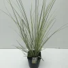 Cortaderia selloana Mini Goldpampas ( Pampasgras )