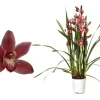 Cymbidium allison shaw p12 h50