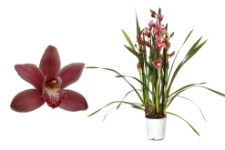 Cymbidium allison shaw p12 h50
