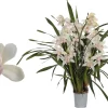 Cymbidium lucky kate p12 h50