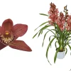 Cymbidium red Beauty Roy 4 bloemstelen