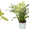 Cymbidium wild mint p12 h50