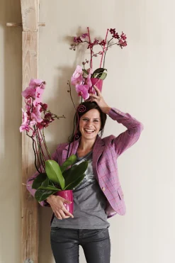 Diamond orchidee hoog 12,5cm