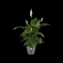 Diamond orchidee hoog 20cm