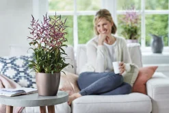 Diamond orchidee hoog 20cm