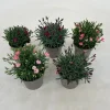 Dianthus diantica mix