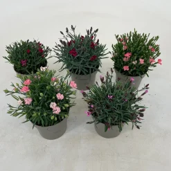 Dianthus diantica mix