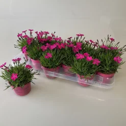 Dianthus kahori