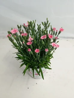 Dianthus peach