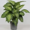 Dieffenbachia seguine 'Reeva'