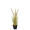 Dogtail in pot bruin - h40xd15cm