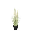 Dogtail in pot groen - h40xd15cm
