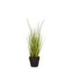 Dogtail in pot wit - h40xd15cm