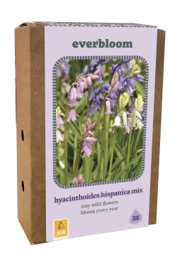 Doos 'everbloom' met 25 bloembollen hyacinthoides hisp. mix