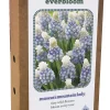 Doos 'everbloom' met 25 bloembollen muscari mountain lady
