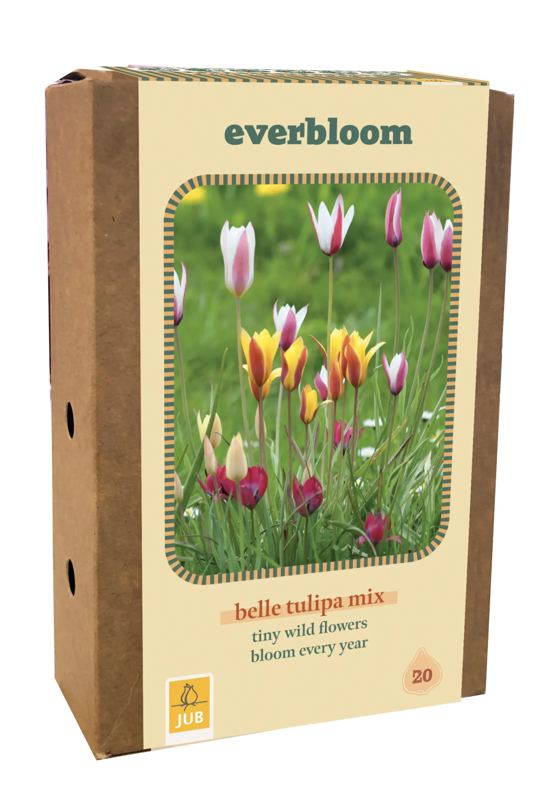 Doos 'everbloom' met 20 bloembollen tulipa belle tulipa mix