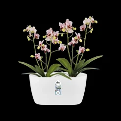 Duo orchidee 25cm