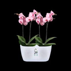 Duo orchidee 25cm