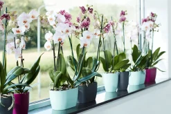 Duo orchidee 25cm