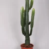 Euphorbia cowboycactus