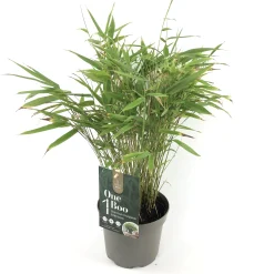 Fargesia rufa p17 niet woekerende bamboe